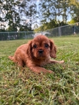 Cavalier King Charles