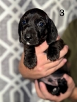 Dachshund puppies