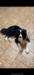 Border Collie Male