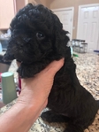 Beautiful Toy Shi-Poo Puppies