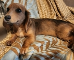 AKC Dachshunds - Fully Vetted & Ready Now! (Southeast Texas)