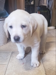 AKC Labrador Puppies