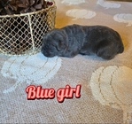 Cane Corso (italian mastiff) puppies!