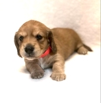 Dachshund English cream longhair puppies