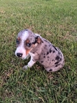 3/4 Border Collie Puppies