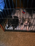 Great Dane Pups