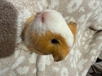 Guinea pigs