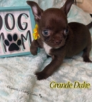 AKC Micro Smooth Coat Applehead little boys