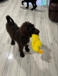 Goldendoodle Puppies - Last Two