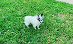 Pomeranian puppies 2 blue Merle Males