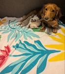 Miniature Dachshunds