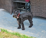 Miniature Schnauzers 1 Female,  4 Males
