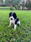 Mini Labradoodles