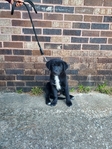 Golden/Collie Puppies