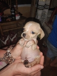 Chihuahua puppies for sale