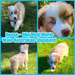 Curry’s Australian Shepherds 
ASDR Mini Australian Shepherds