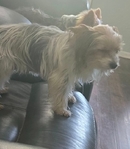 For Sale Parti Yorkies