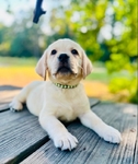 Yellow English Labrador Retriever Puppies