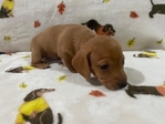 AKC Registered Miniature Dachshund Puppies