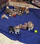 Pembroke welsh corgi pups