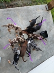 Catahoula puppies