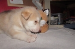 wolf hybrids for sale