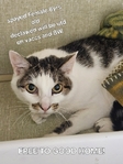 Two free senior cats for a good home!
