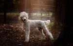 Adult male standard poodle