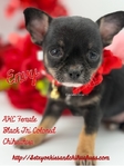 AKC Valentine Applehead Chihuahuas
