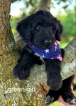 Awesome Aussiedoodles