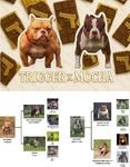 American Bully Puppies