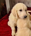 Golden Retriever puppies- Male & Female