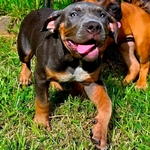 Male XL bully pup
