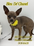 AKC Blue Fawn Female Chihuahua