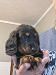Ckc long-haired miniature dachshunds