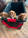 Cavalier King Charles