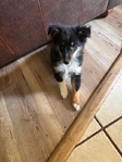 AKC Registered Shetland Sheepdog (Shelties)