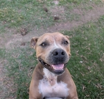 Female bully breed looking for a loving home