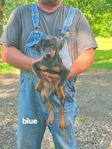 AKC Doberman Pinscher puppies