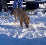 Cane Corso (Italian mastiffs) puppies coming soon!