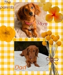 Dachshund puppies
