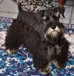 Stunning Black/Silver Male Schnauzer Puppy