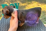 Mini dachshunds