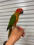Sun Conures, Quakers and White Belly Caiques
