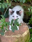Beautiful Kittens
