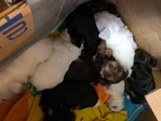 CKC Yorkies