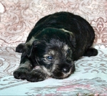 AKC Toy/Miniature Schnauzer Puppies
