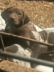 GSP German Shorthaired  Pointer Puppies
