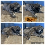 >🐶 Adorable Shih Tzu Puppies – Ready 10/7/25 (Nederland, TX)