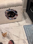 free Calico Kittens